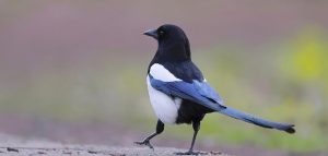 Eurasian magpie