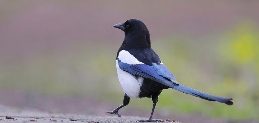 The Eurasian Magpie 