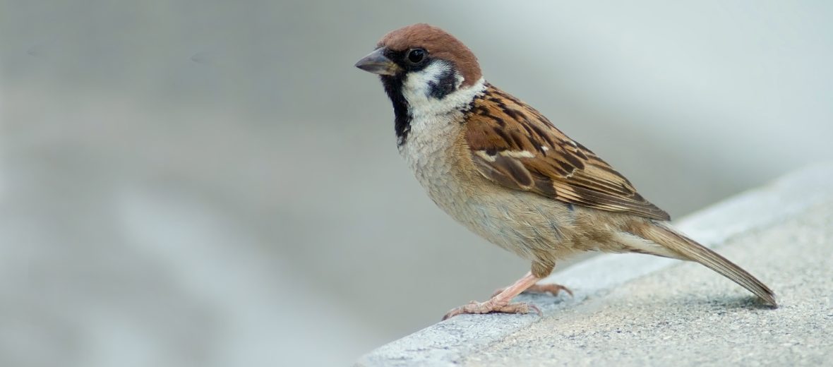 Eurasian tree sparrow