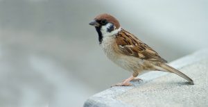 Eurasian tree sparrow