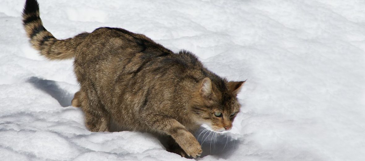 European wildcat