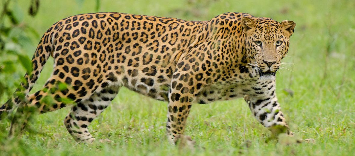 Indian leopard