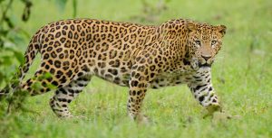Indian leopard
