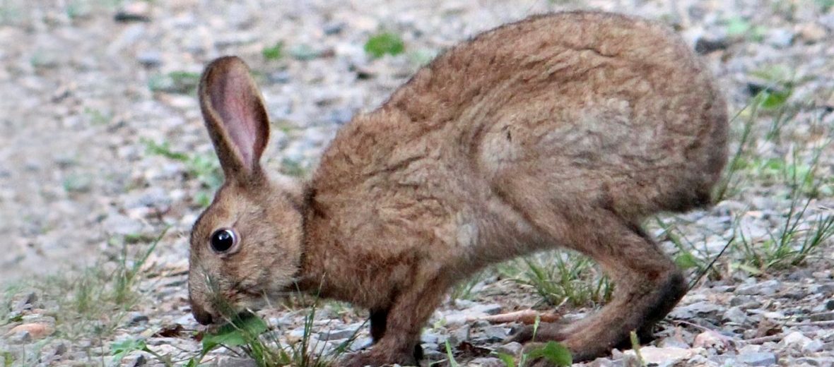 Japanese hare