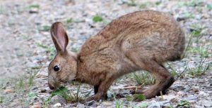 Japanese hare