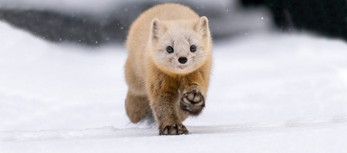 Japanese marten