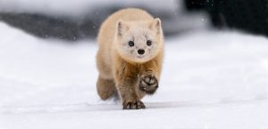 Japanese marten