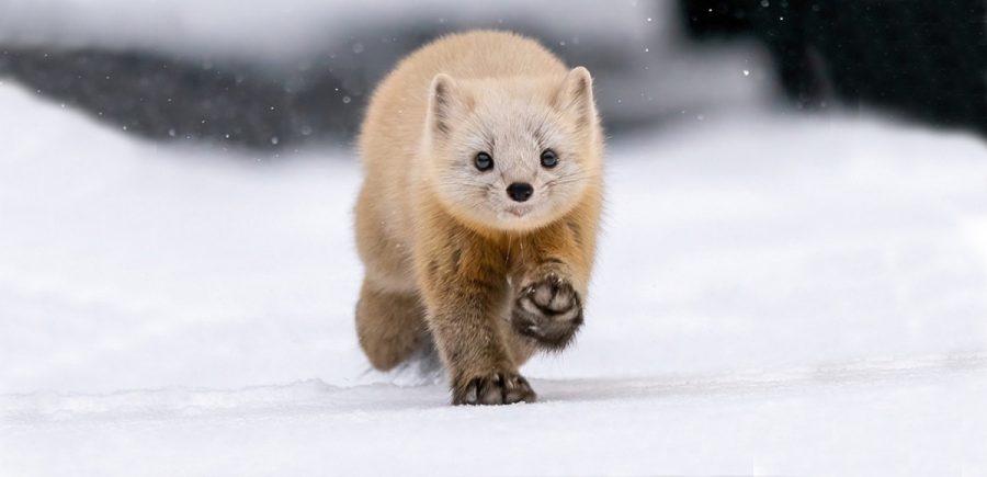 This sleek & furry creature is the Japanese Sable. A species of marten that  inhabits the conifer forests of Hokkaido. Sable is noted for its softer,  silkier & luxurious pelt. It is