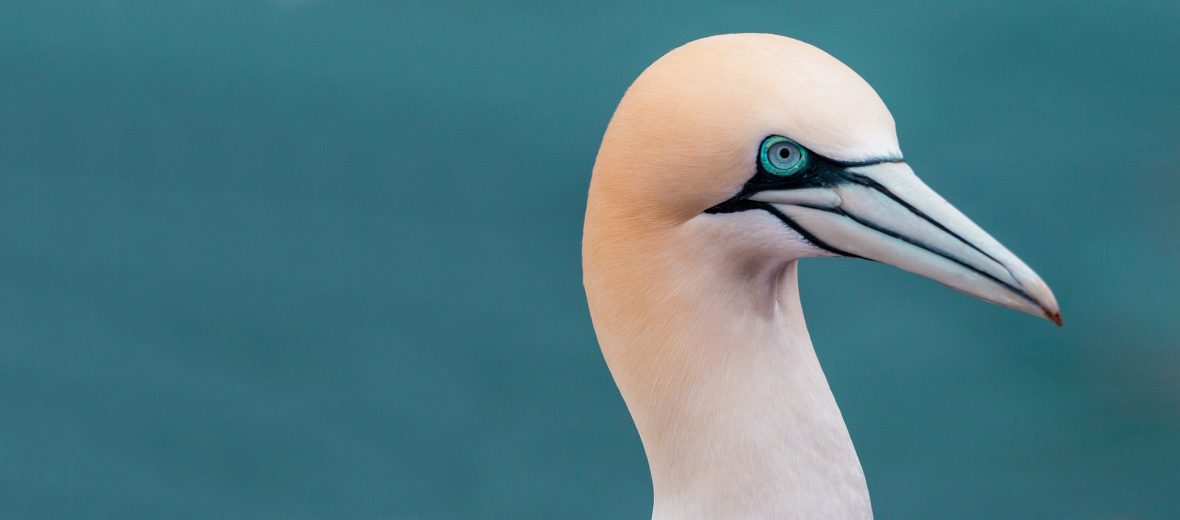 northern gannet