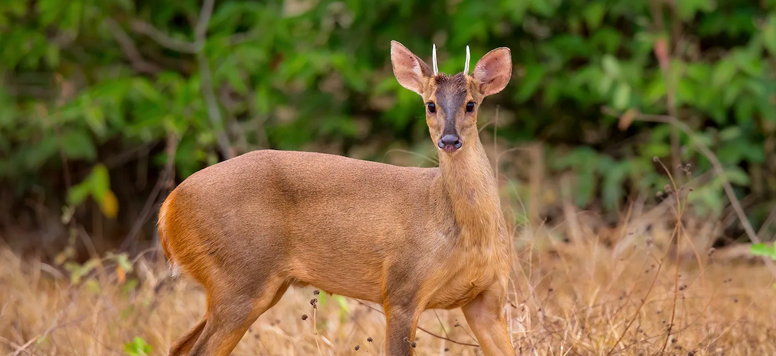 red brocket deer