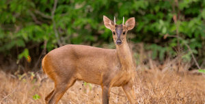 red brocket deer