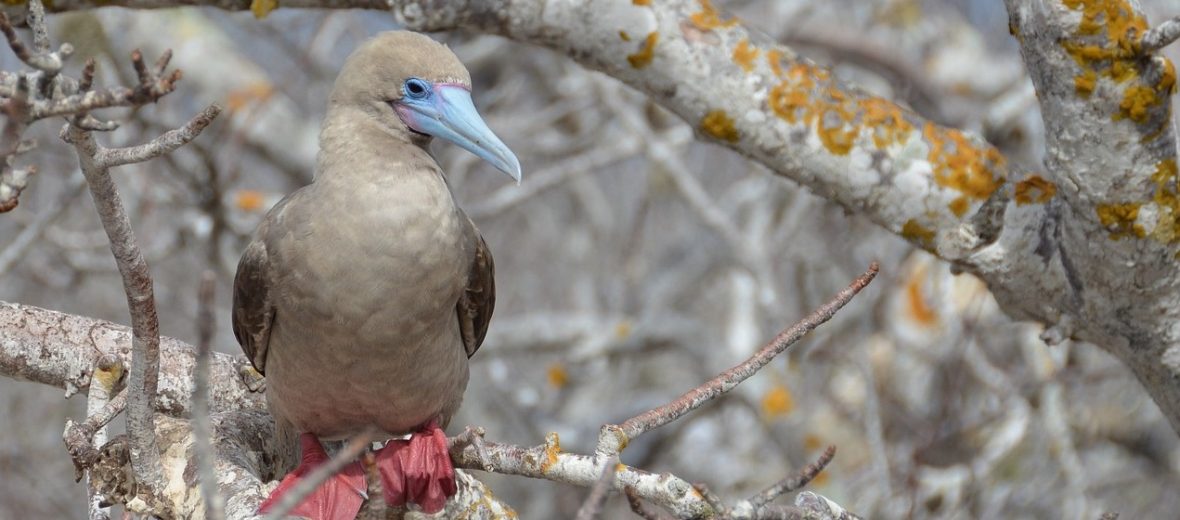 red-footed booby