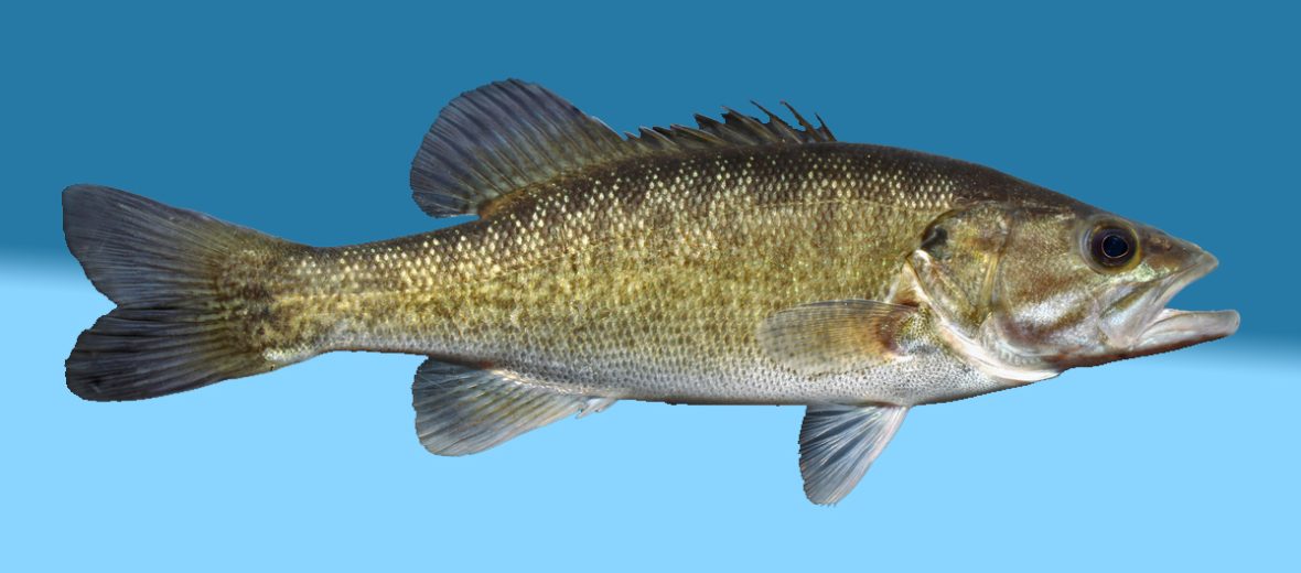 shoal bass