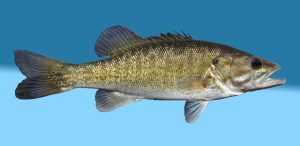 shoal bass