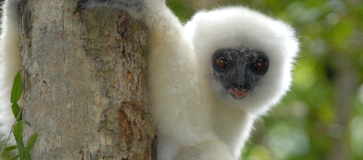 silky sifaka