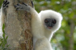 silky sifaka