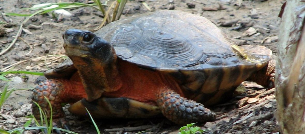 wood turtle