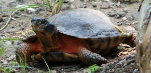 wood turtle