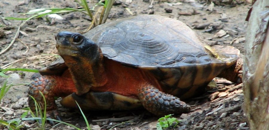 The Wood Turtle | Critter Science