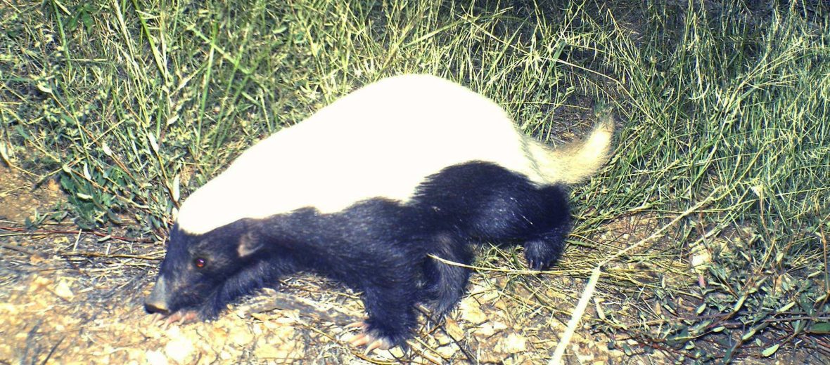 American hog-nosed skunk