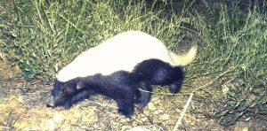 American hog-nosed skunk
