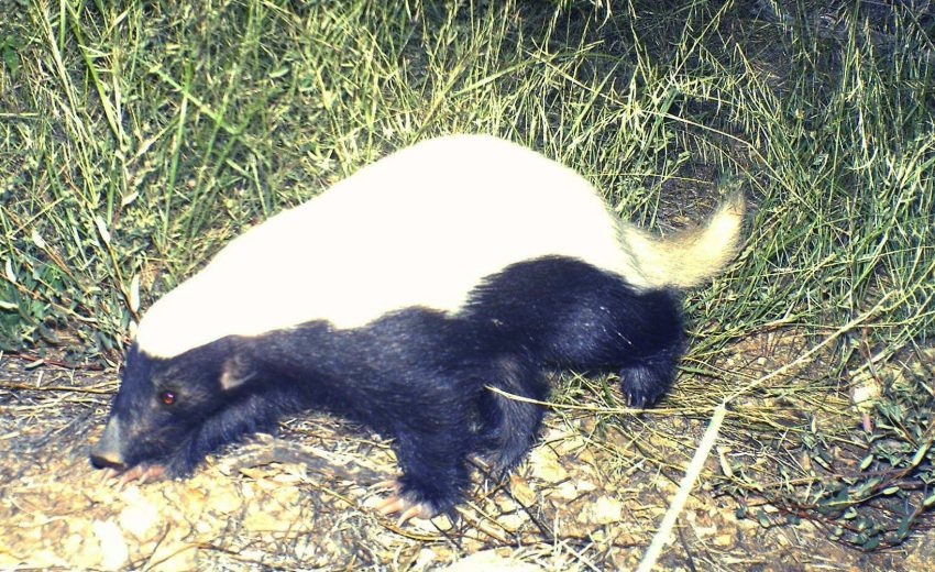 American hog-nosed skunk