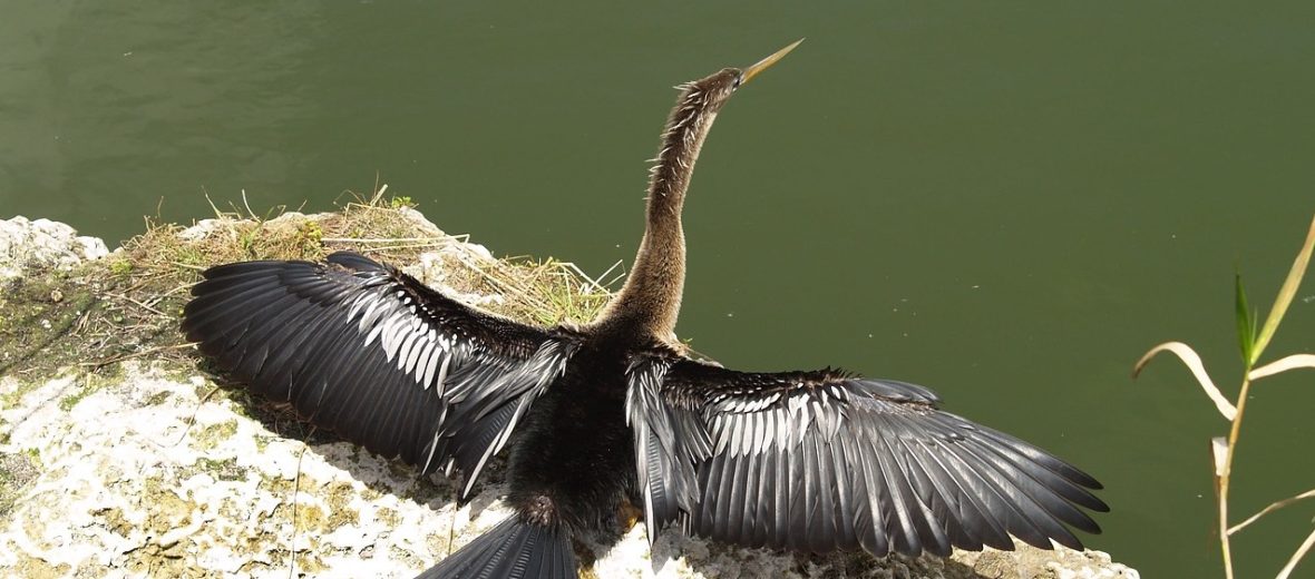 anhinga