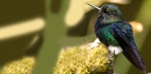black-breasted puffleg