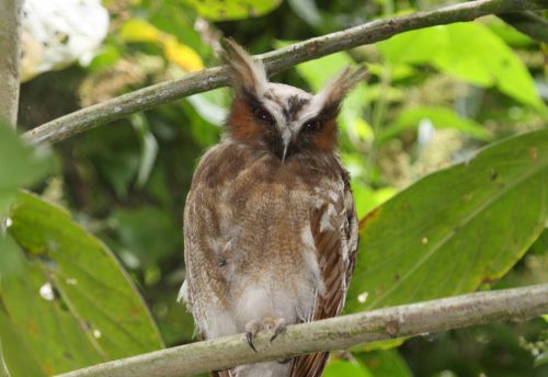 crested owl