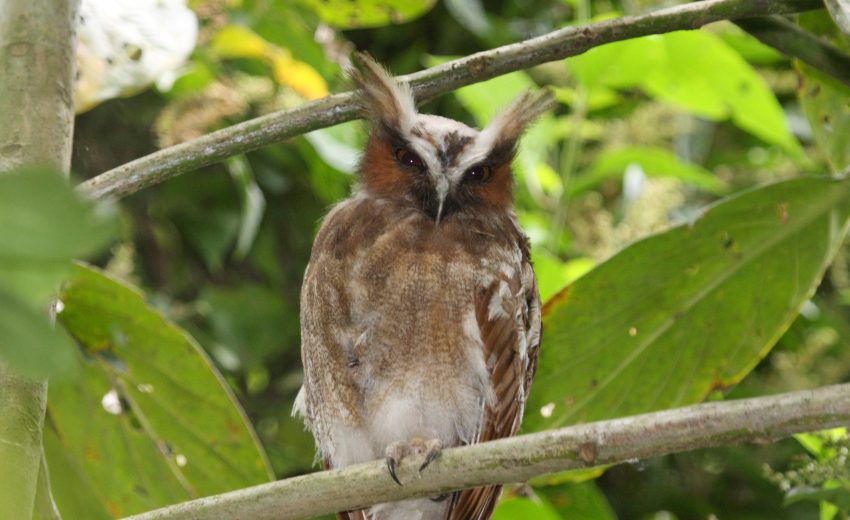 crested owl