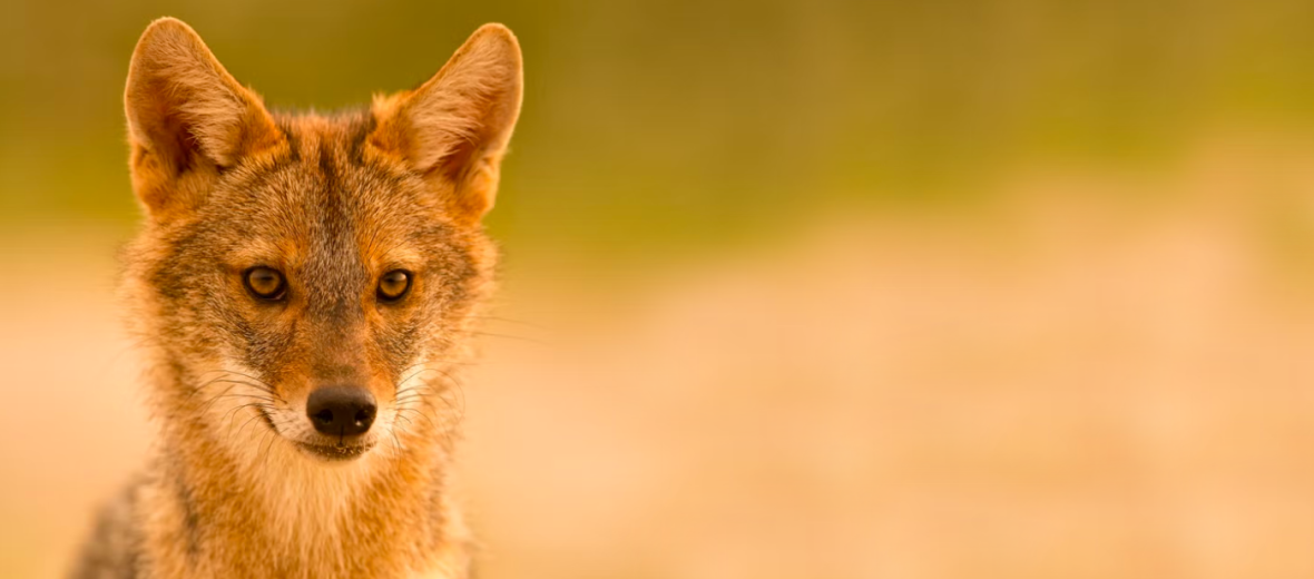 golden jackal