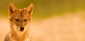 golden jackal