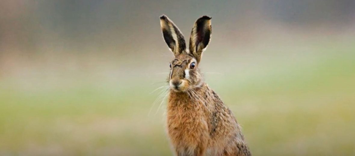 hispid hare