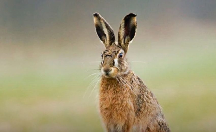 hispid hare