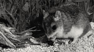 northern grasshopper mouse