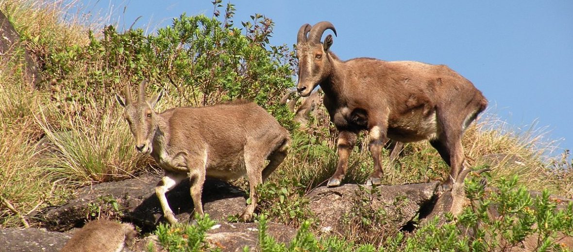 Nilgiri tahr