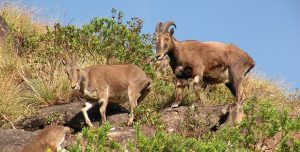 Nilgiri tahr