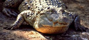 Philippine crocodile