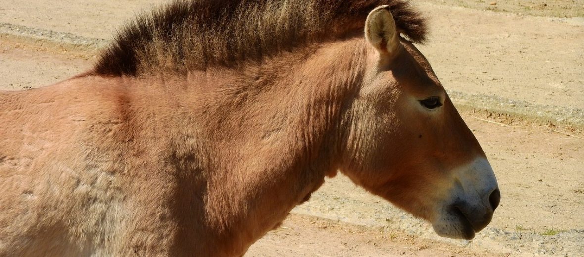 Przewalski's horse