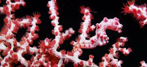 pygmy seahorse