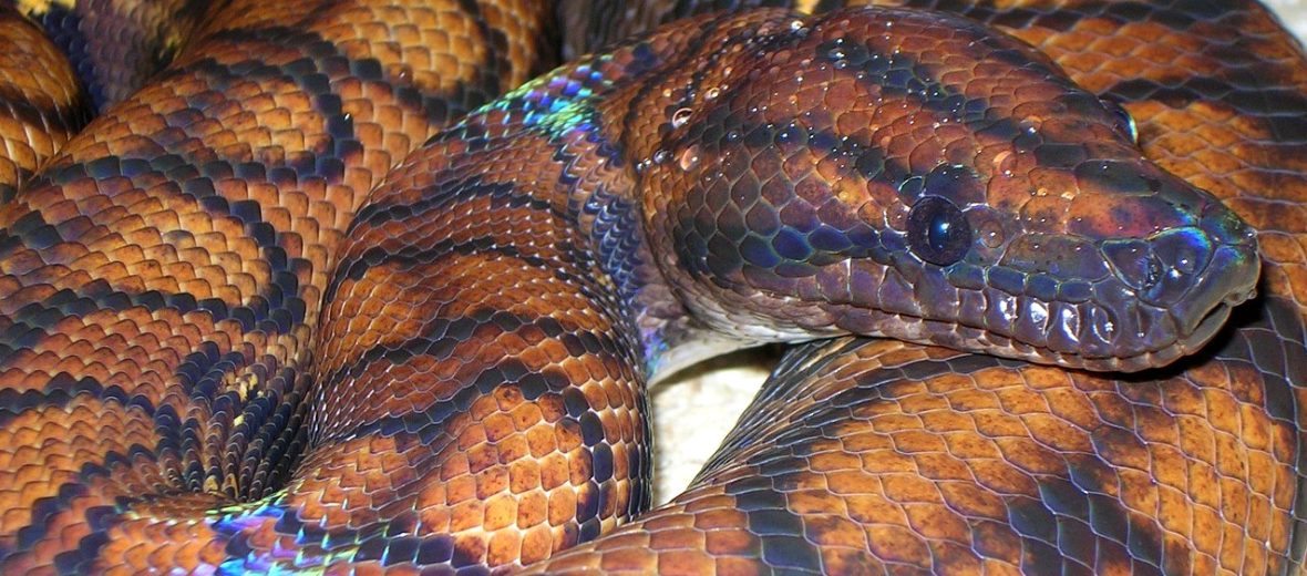 rainbow boa