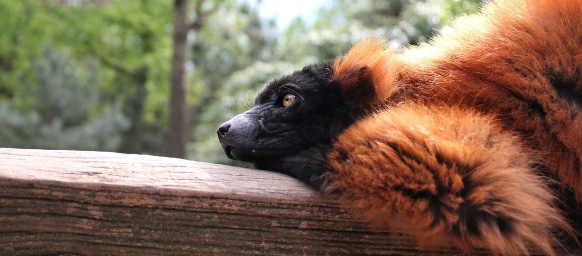 red ruffed lemur