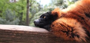 red ruffed lemur