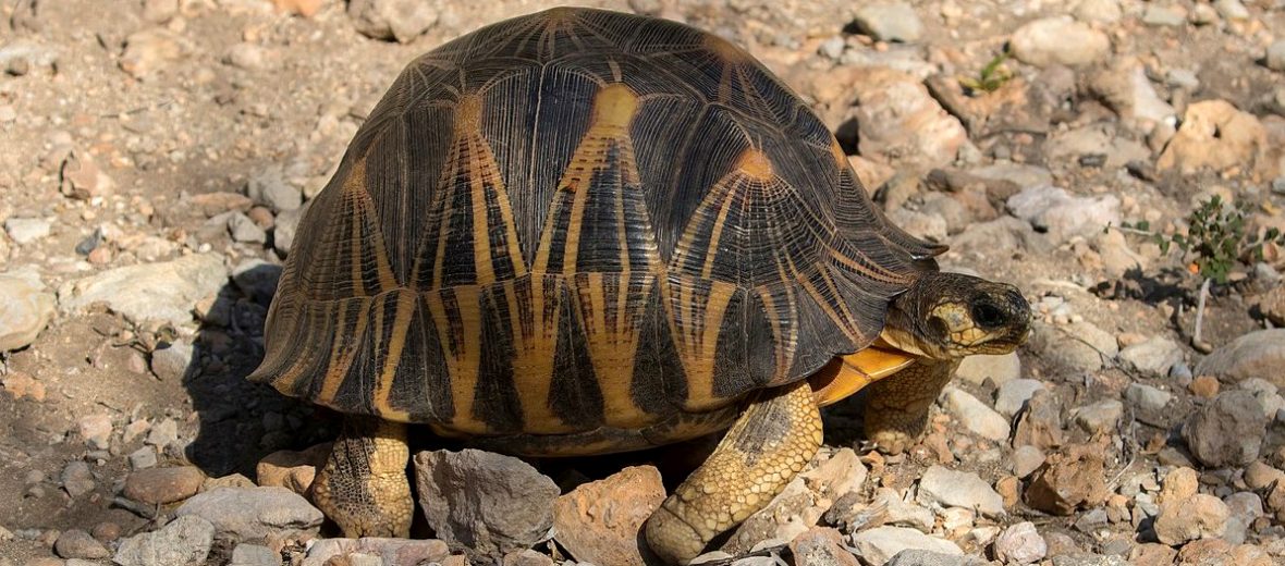 radiated tortoise