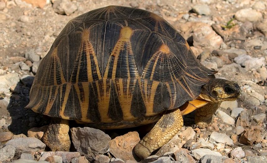 radiated tortoise