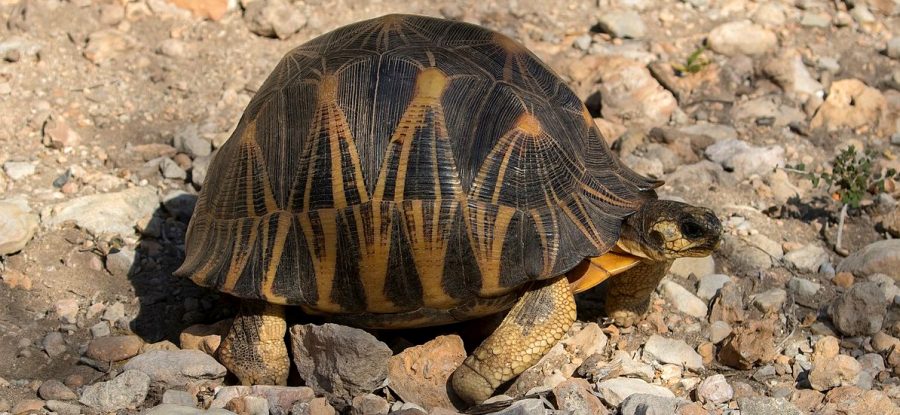 The Radiated Tortoise | Critter Science