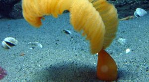sea pen