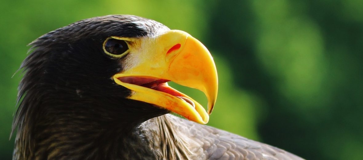 stellar's sea eagle