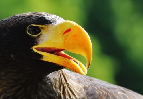 stellar's sea eagle