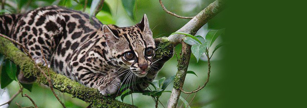 Southern tiger cat Leopardus guttulus in the restinga of Serra do